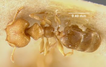 Media type: image;   Entomology 20671 Aspect: habitus dorsal view